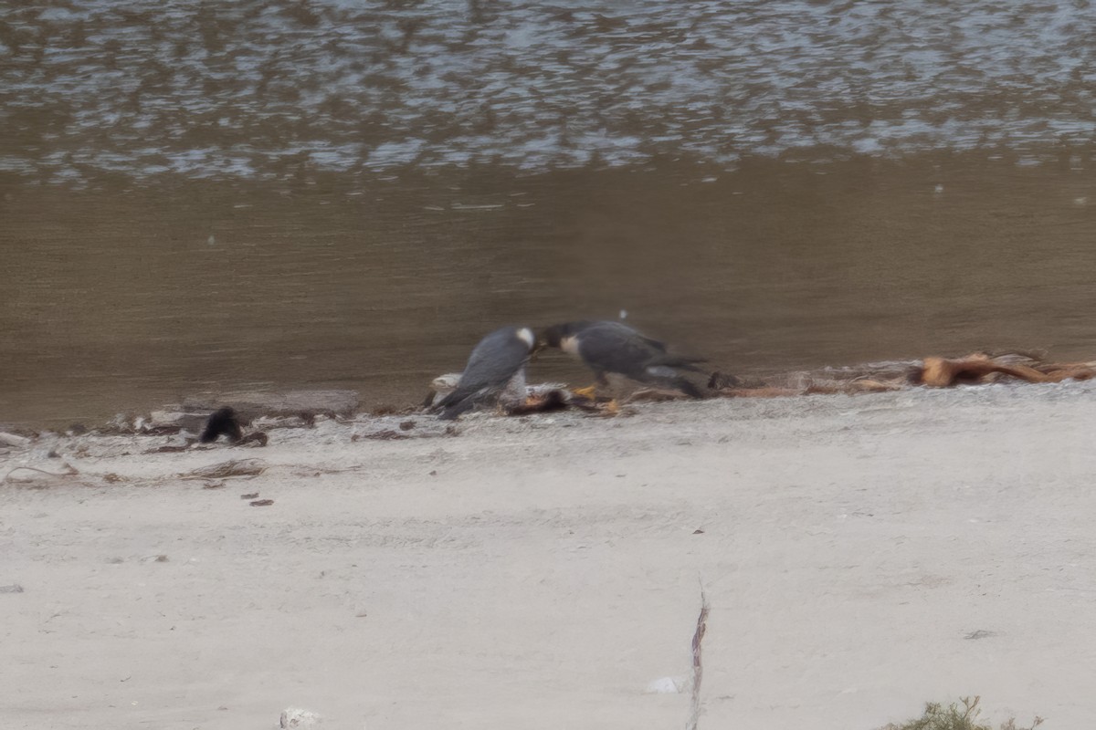 Peregrine Falcon (North American) - ML511367941