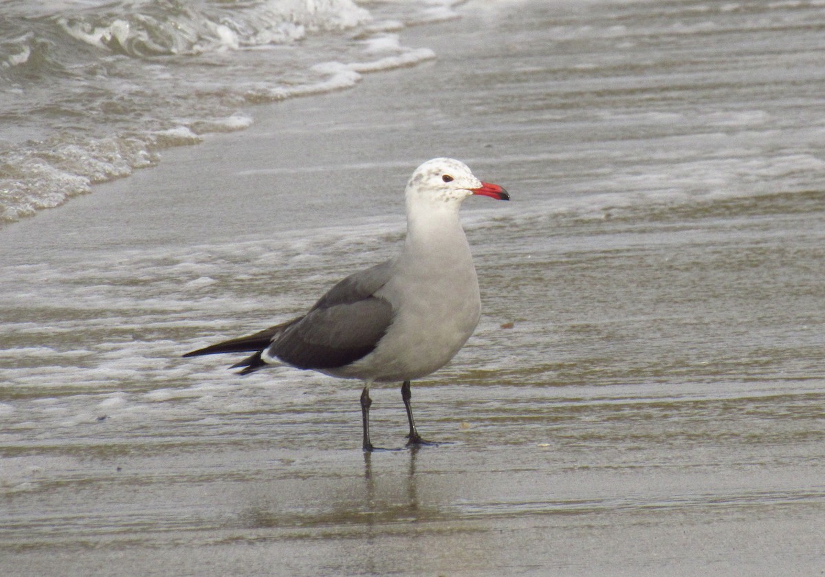 Gaviota Mexicana - ML511368011