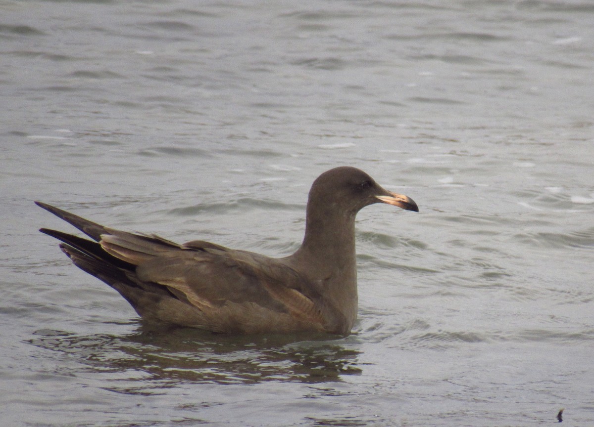 Gaviota Mexicana - ML511368021