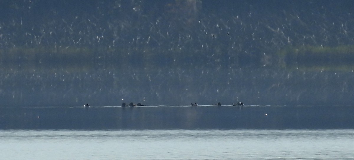 Bufflehead - ML511368171