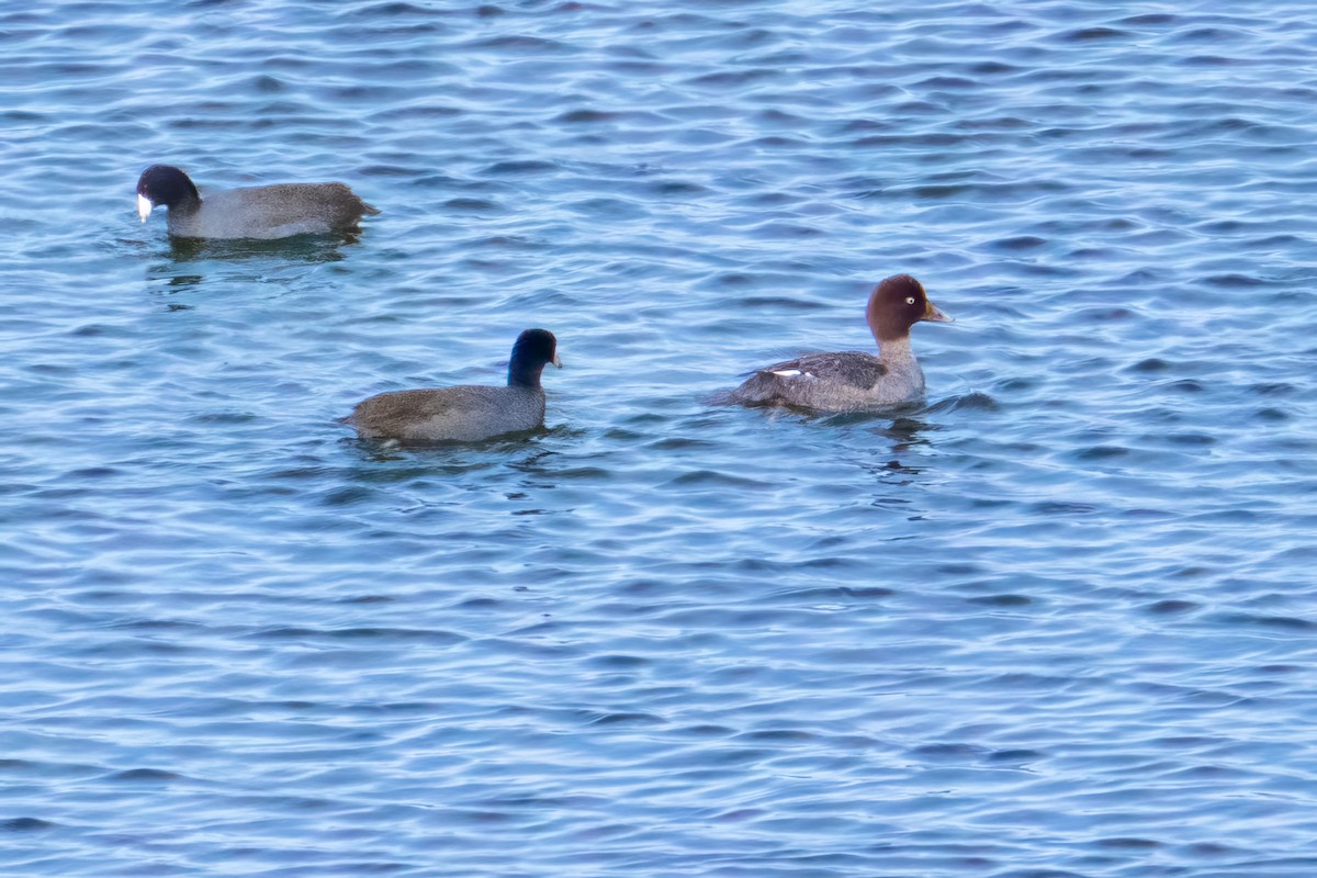 Barrow's Goldeneye - ML511368321