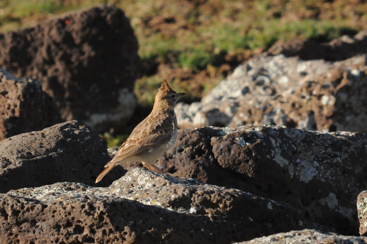 Crested Lark (Crested) - ML51136841