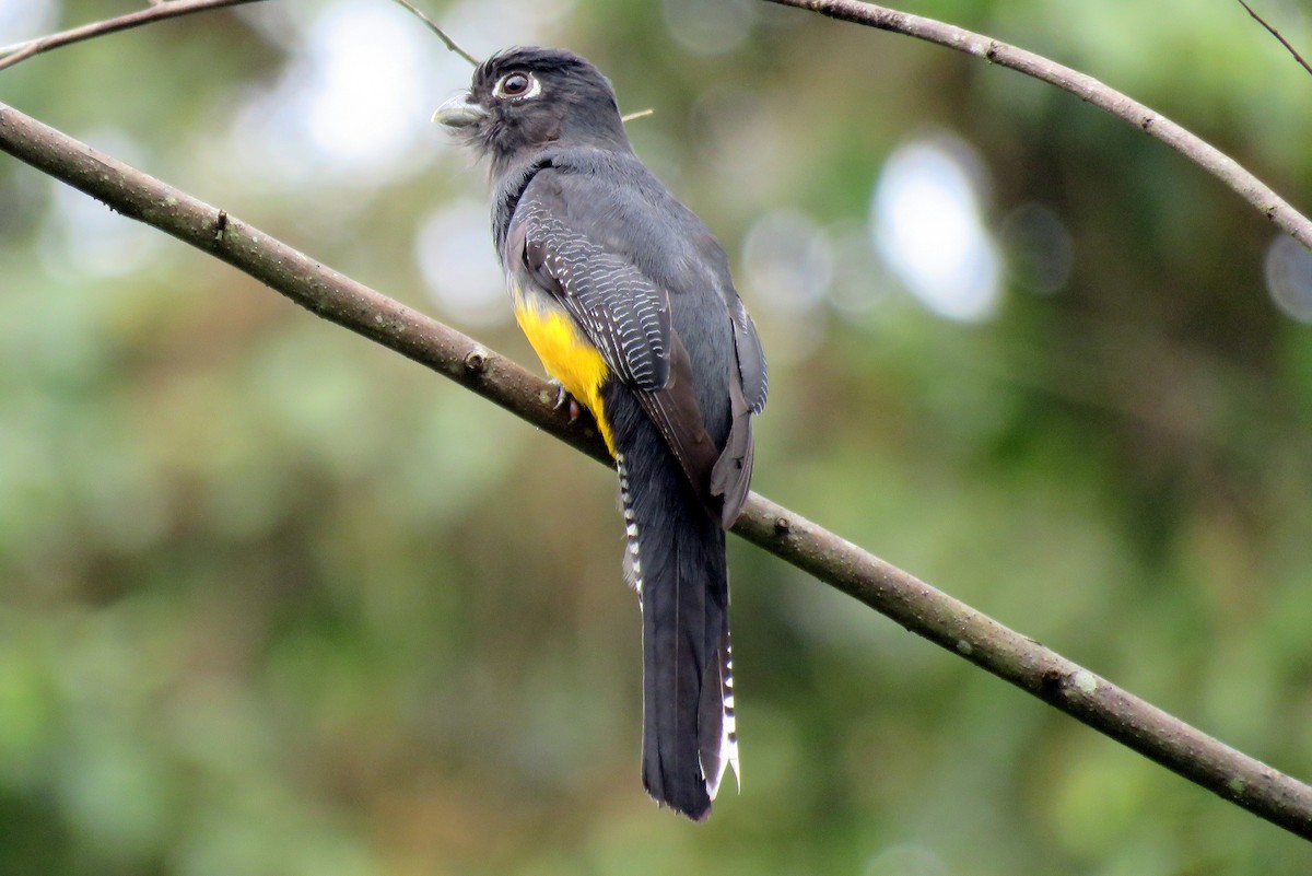 trogon guyanský - ML51136981