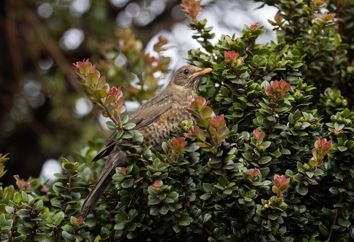 Chiguanco Thrush (chiguanco/conradi) - Jay McGowan