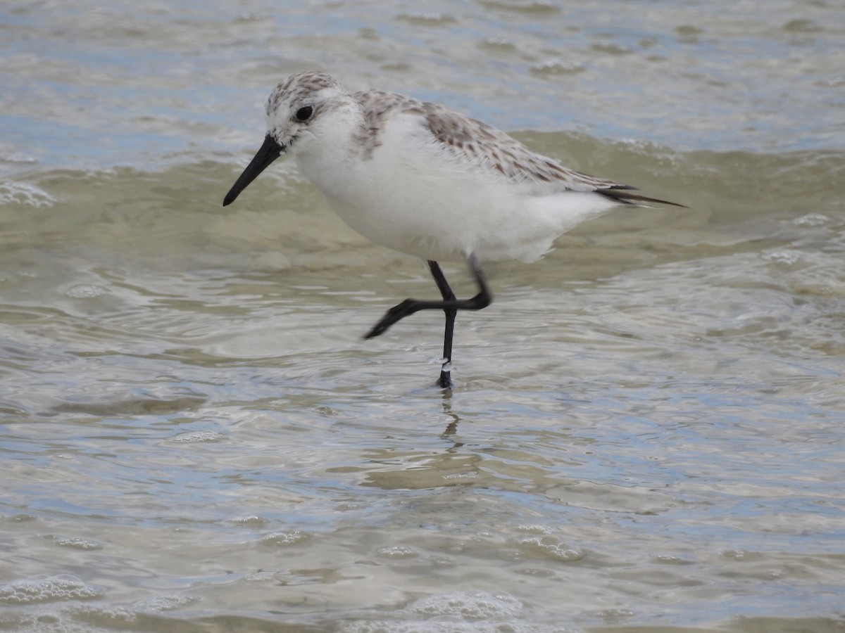 Sanderling - Erika Gates