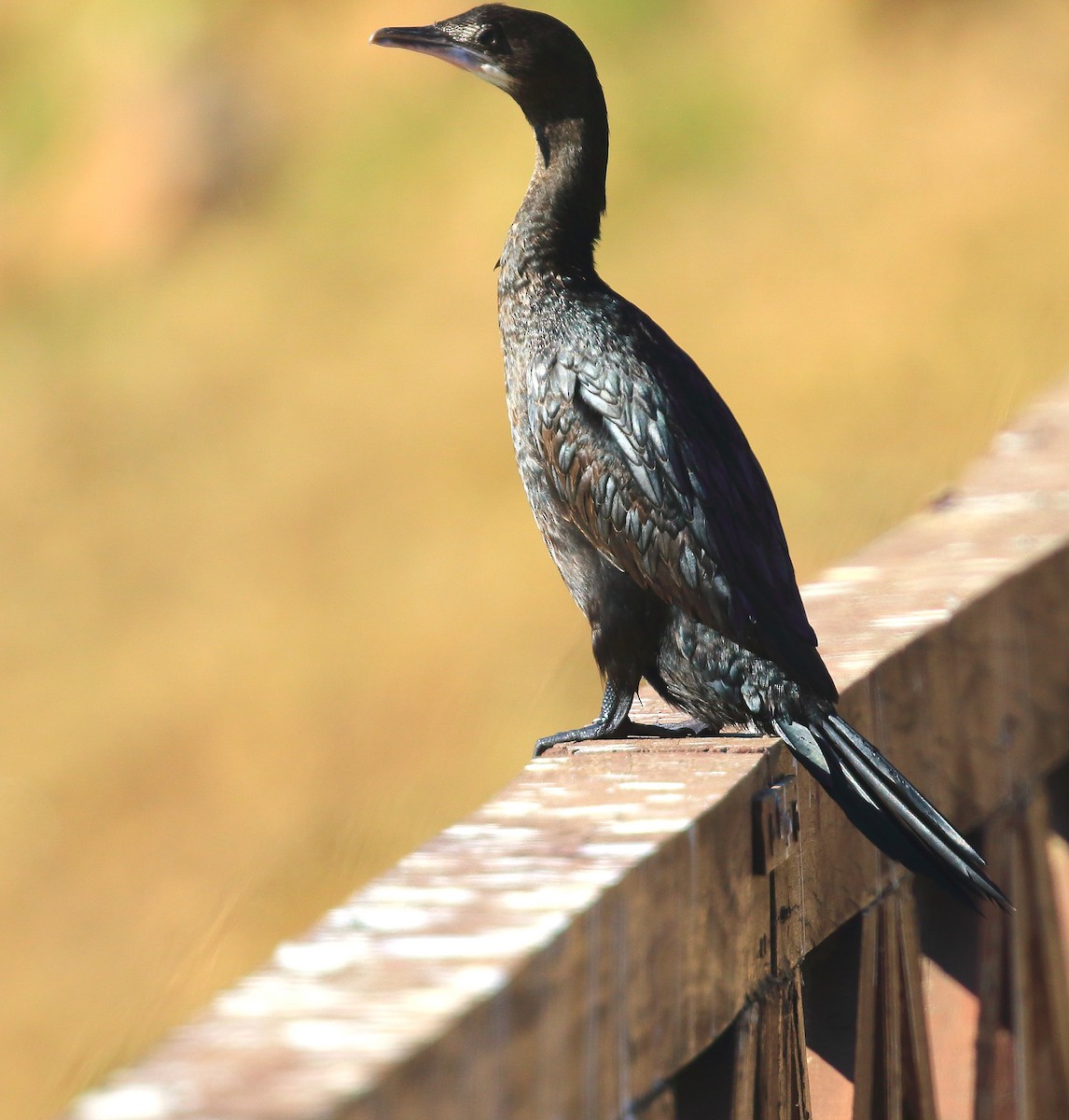 Little Cormorant - ML51137211