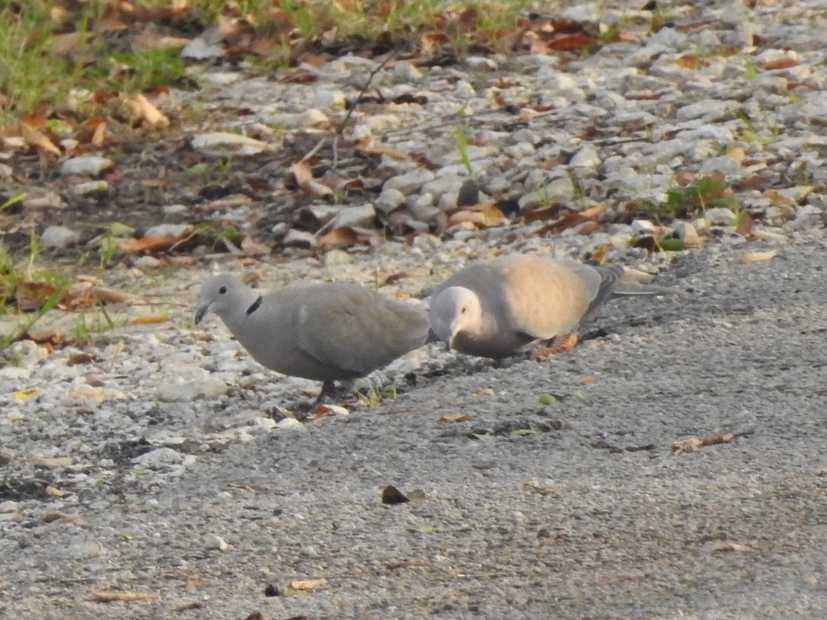 Eurasian Collared-Dove - Michael Dolfay