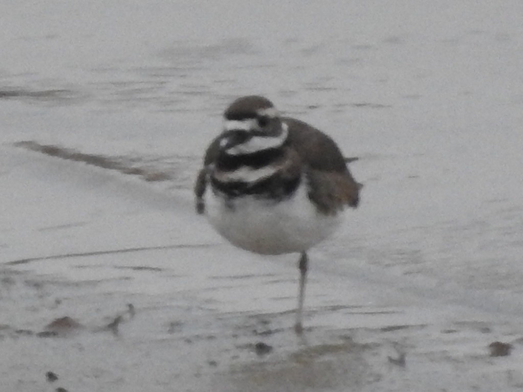 Killdeer - ML511372571