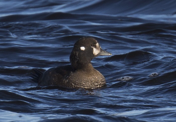 Harlequin Duck - ML511372611