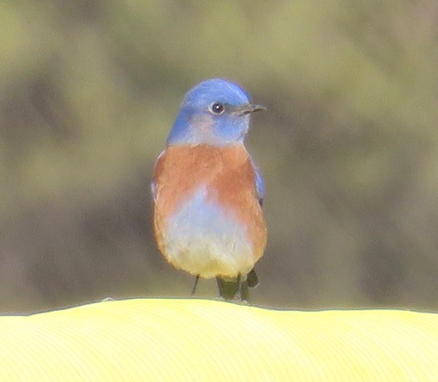 Western Bluebird - ML511373561