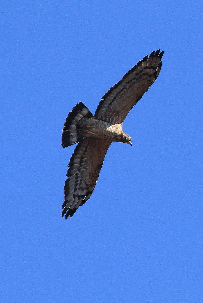 Oriental Honey-buzzard - David Barton