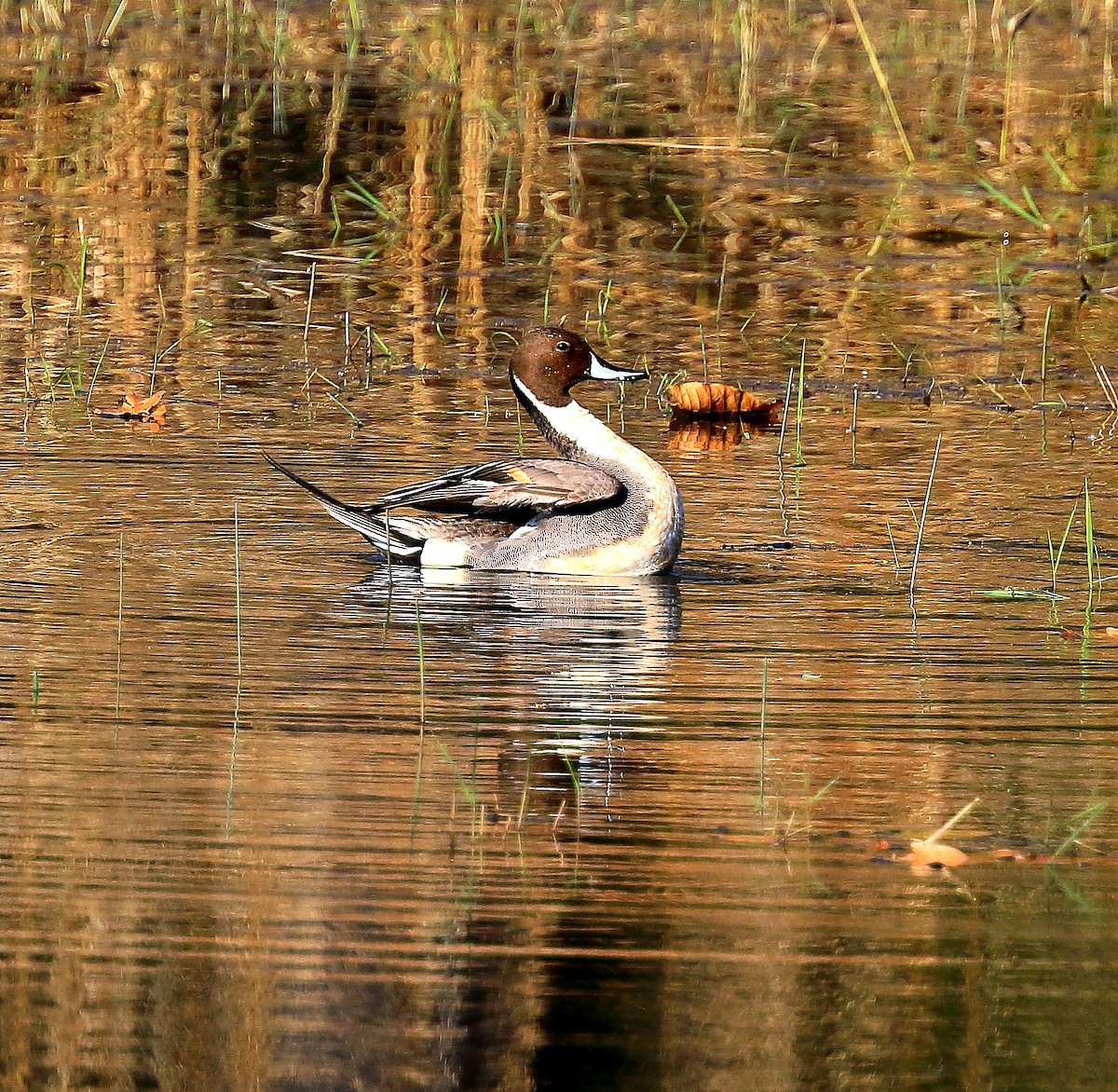 Northern Pintail - David Barton