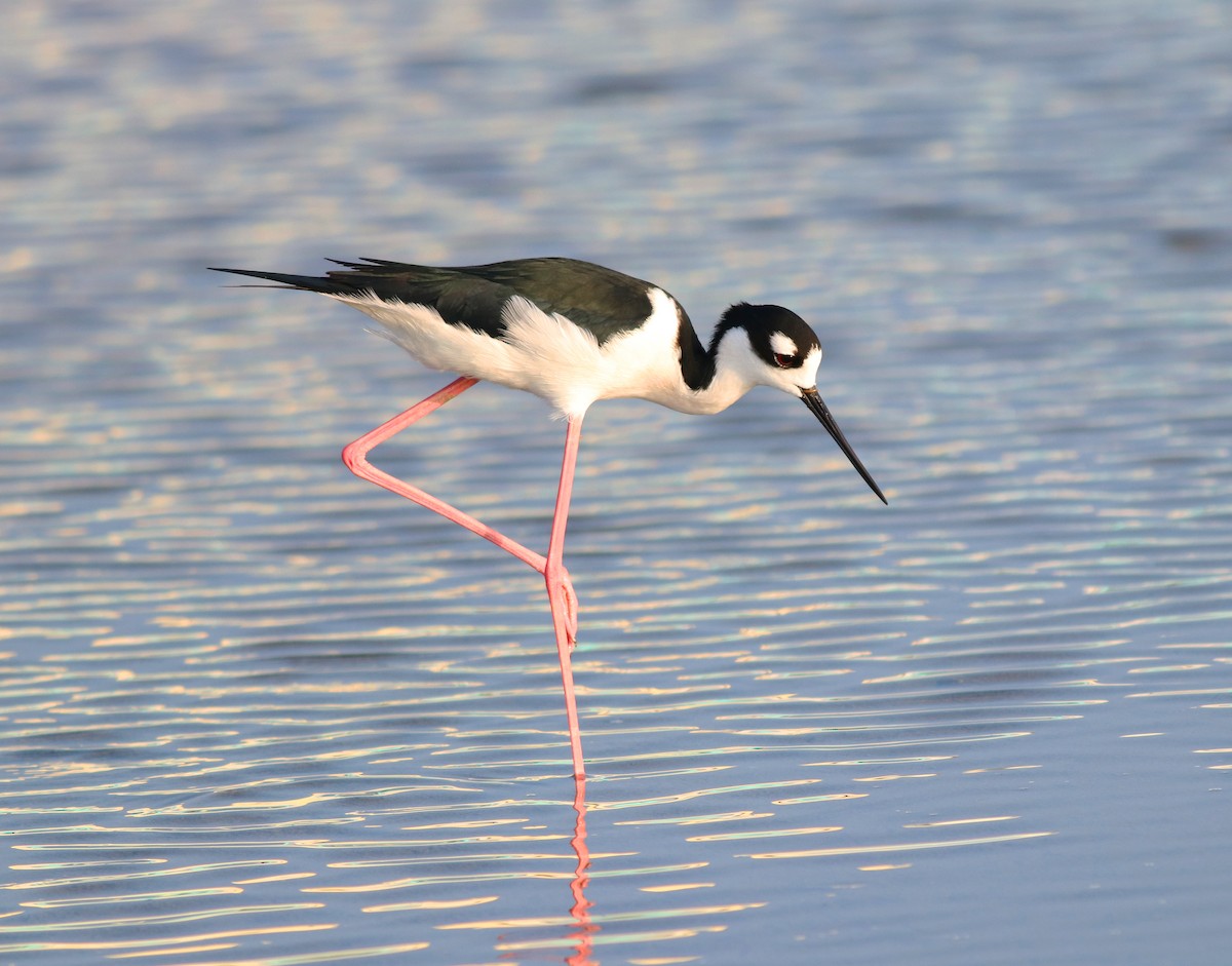 Black-necked Stilt - Gary Graves