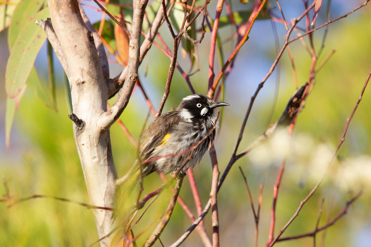 New Holland Honeyeater - ML511376871