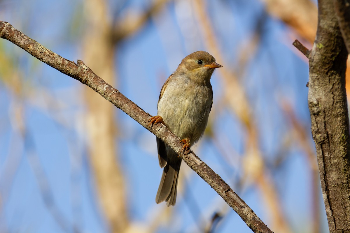 Brown-headed Honeyeater - ML511376971