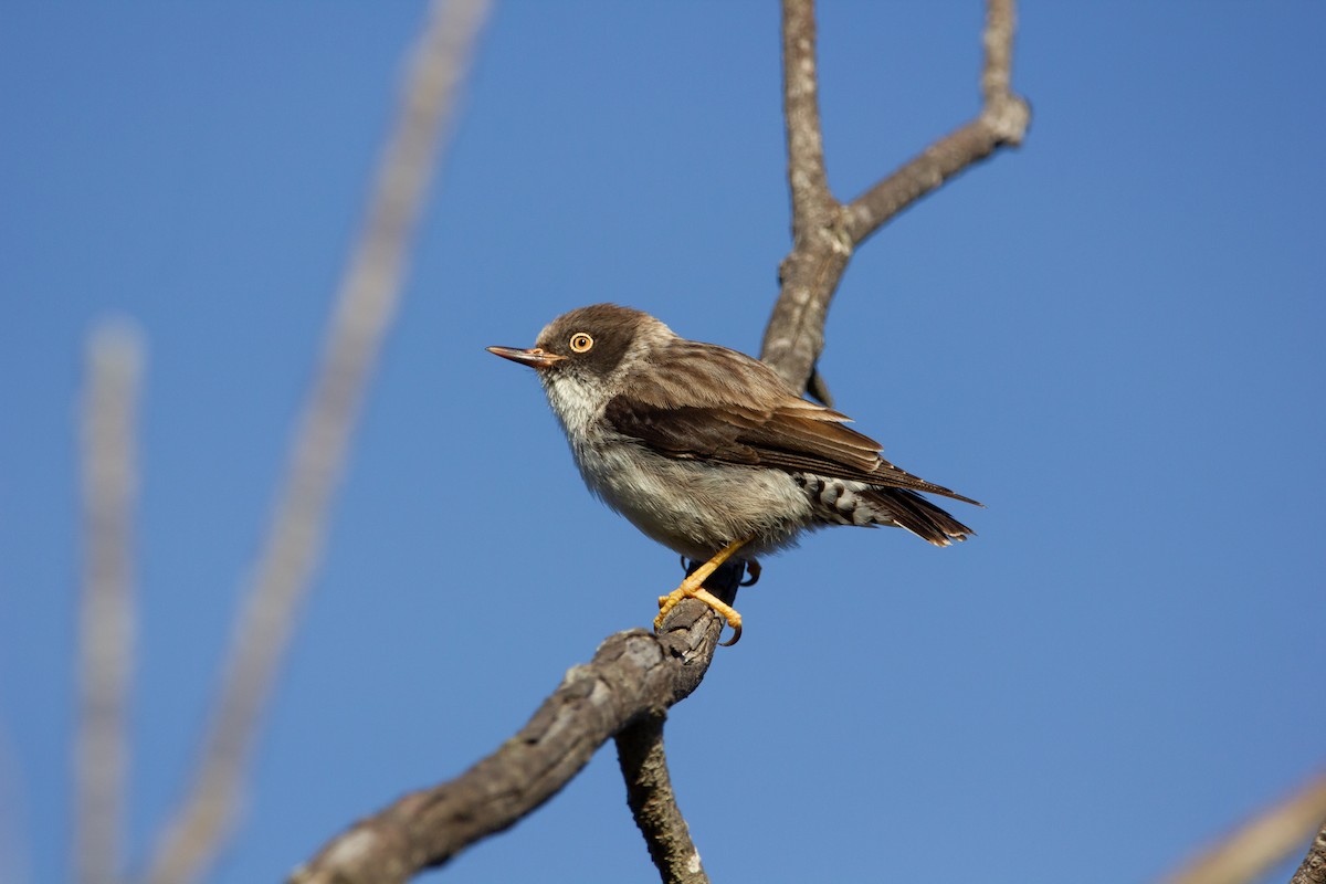 Varied Sittella - ML511377091