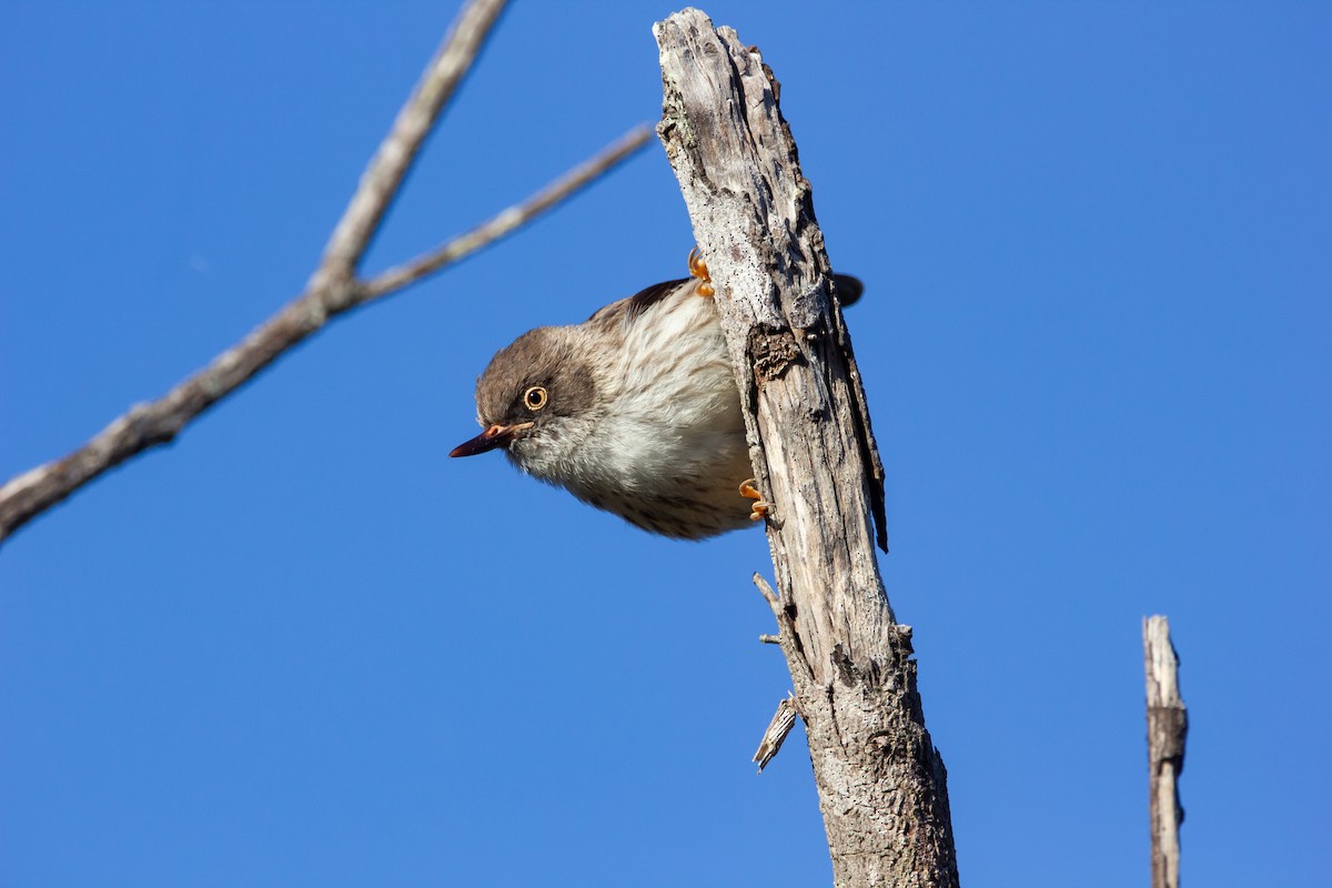 Varied Sittella - ML511377101