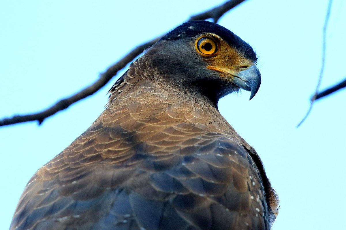 Crested Serpent-Eagle - David Barton