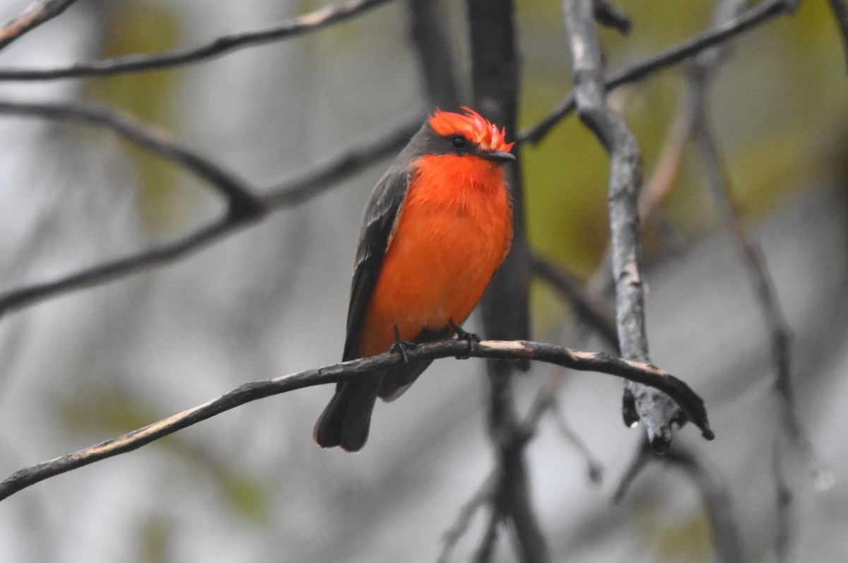 Vermilion Flycatcher - ML511380501