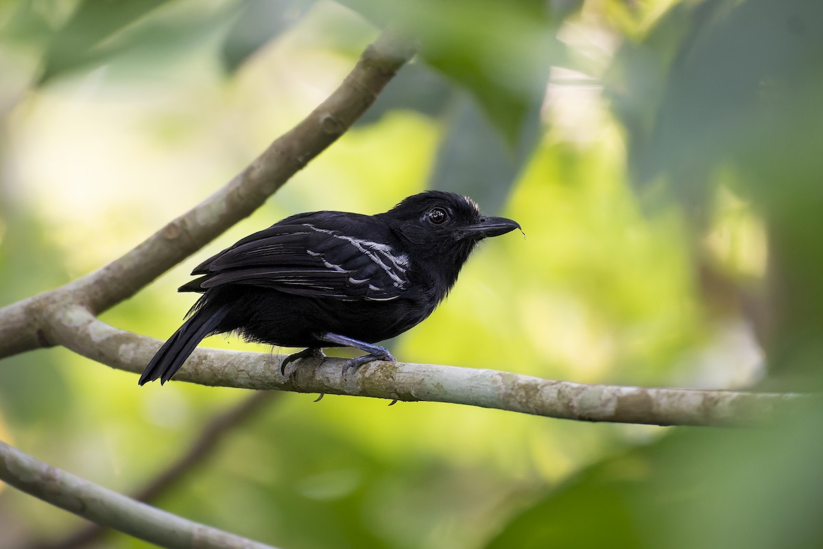 Castelnau's Antshrike - Priscilla Diniz