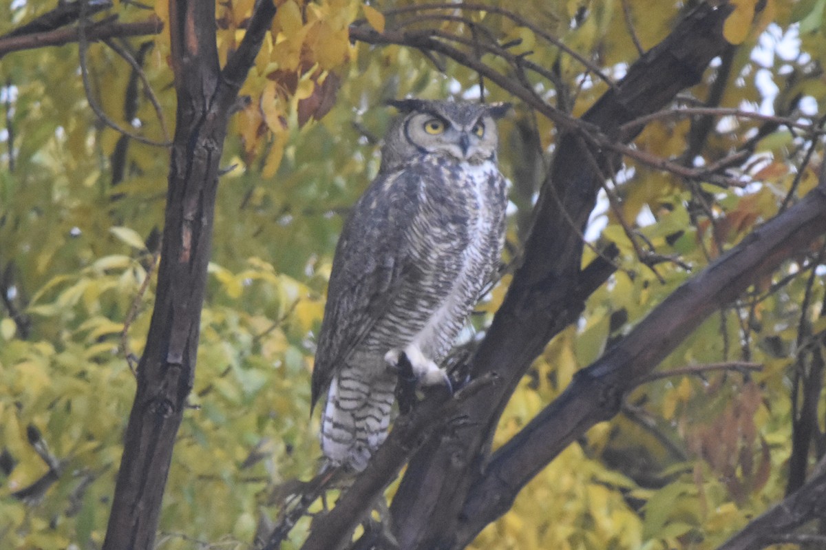 Great Horned Owl - ML511382861