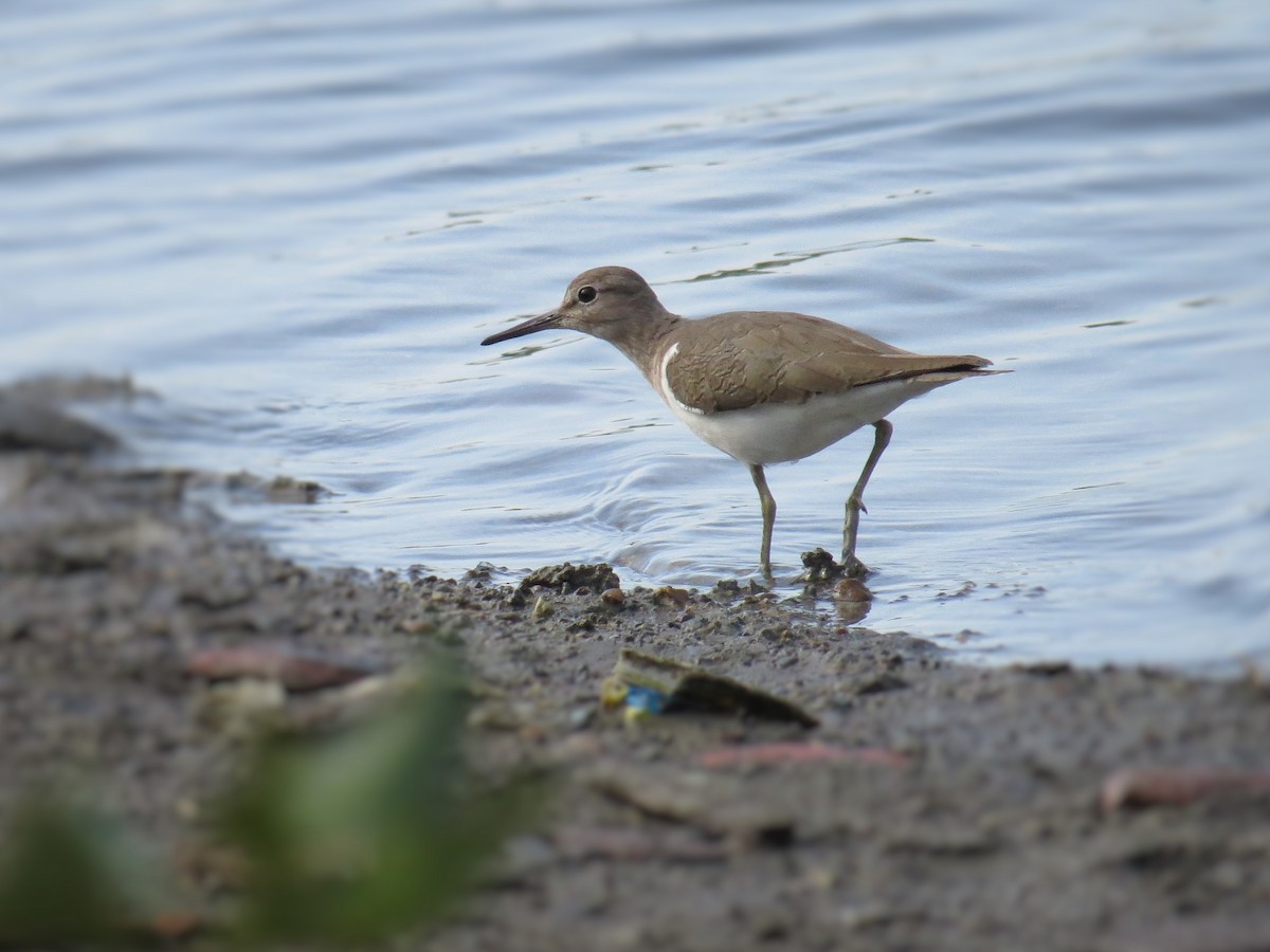 Common Sandpiper - ML51138401