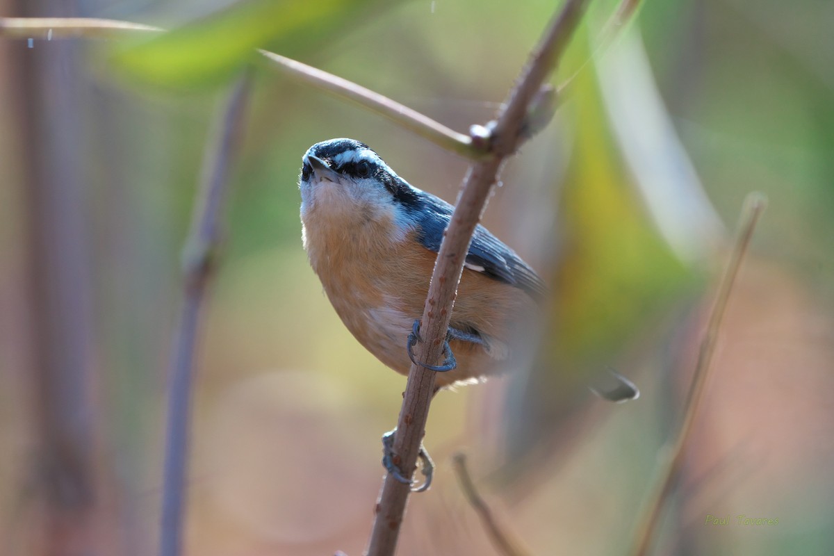 Red-breasted Nuthatch - Paul Tavares