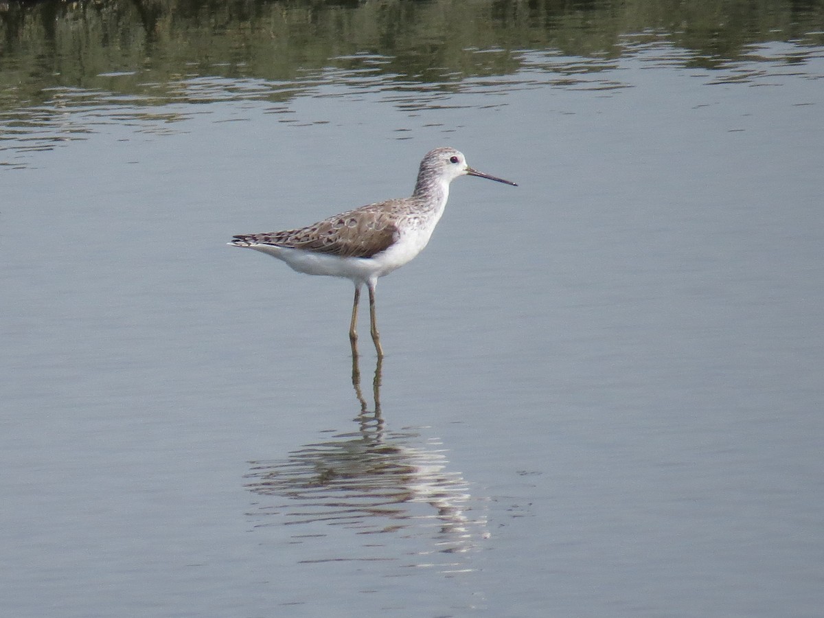 Marsh Sandpiper - ML51138471