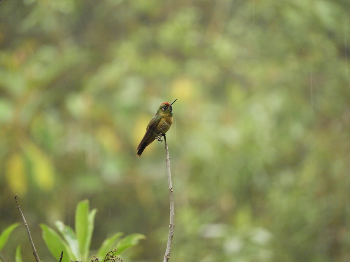 Rufous-capped Thornbill - Alberto  Espinoza