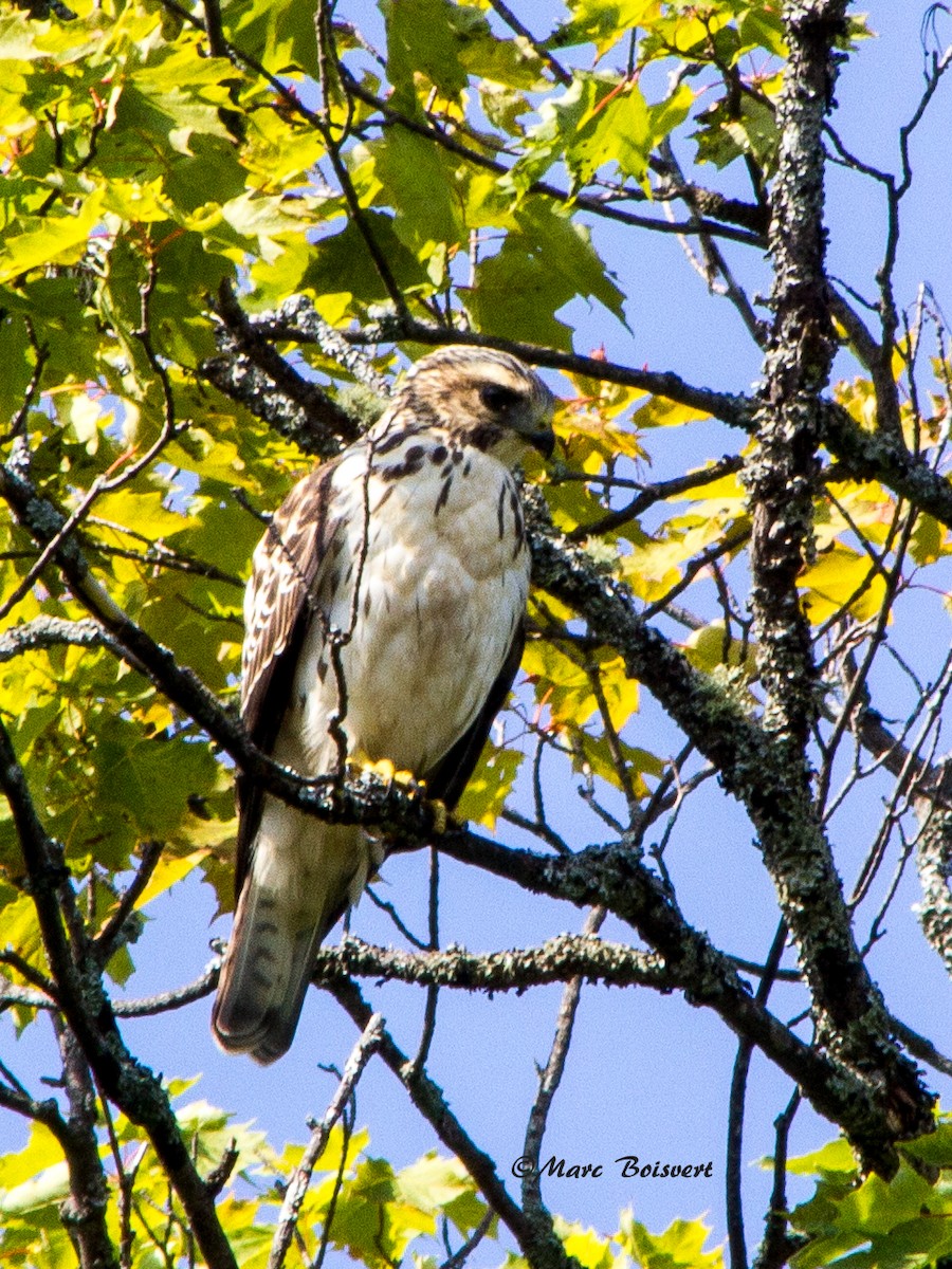 Broad-winged Hawk - ML51138571