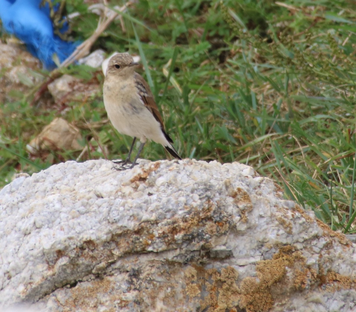 Northern Wheatear - ML511385941