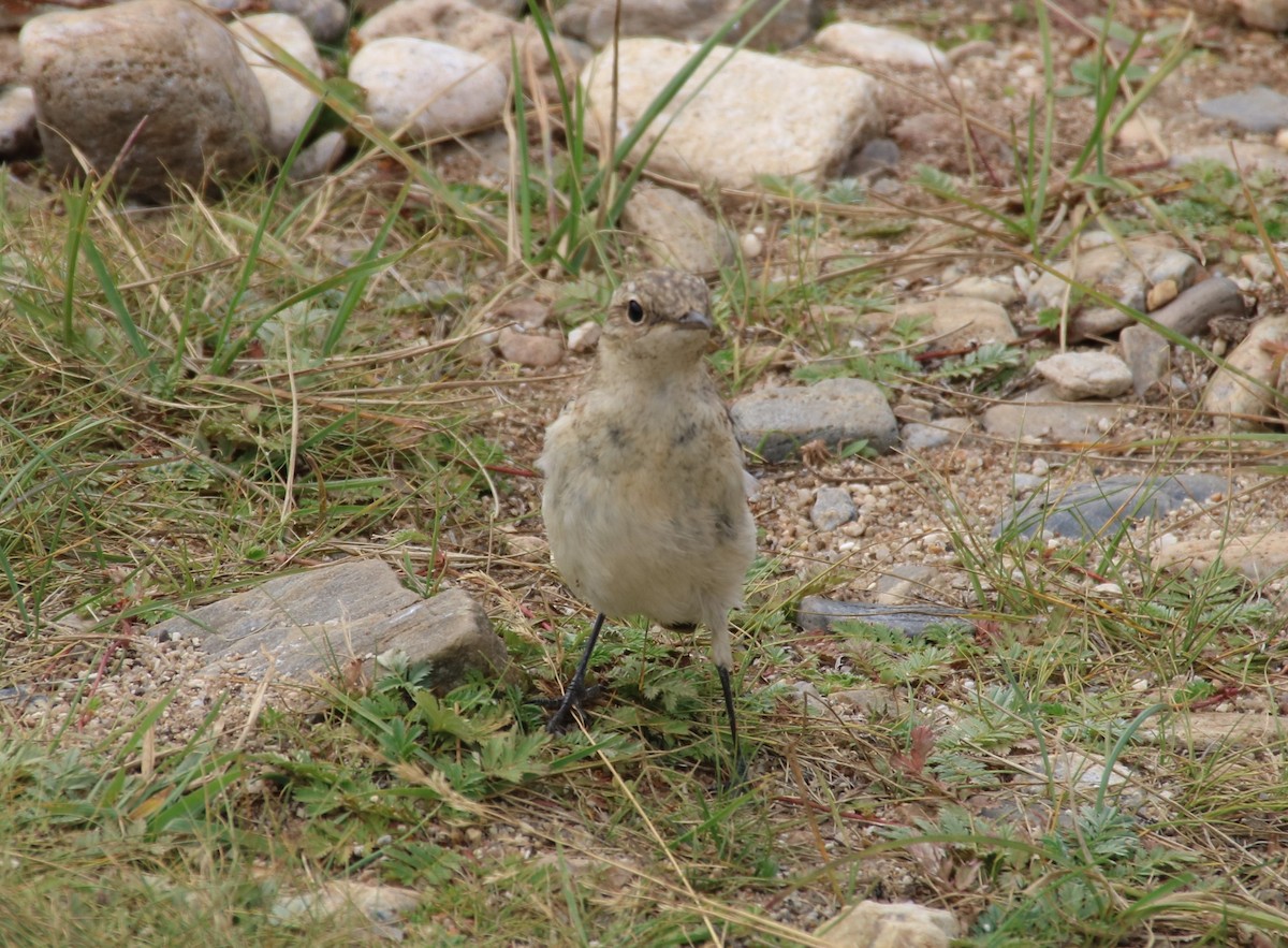 Northern Wheatear - ML511385961