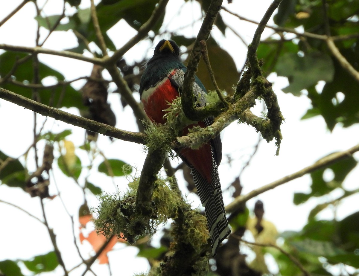 Collared Trogon - ML511386001