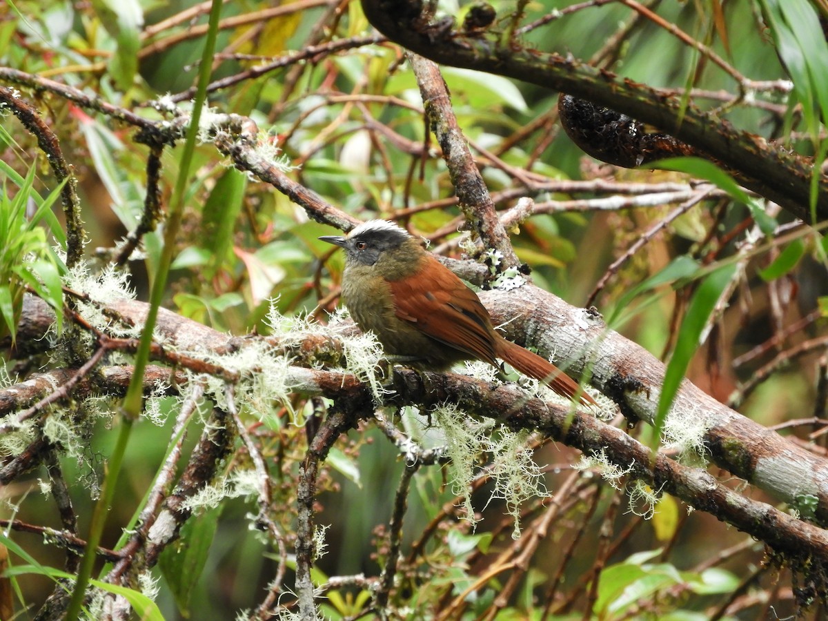 Light-crowned Spinetail - ML511386211