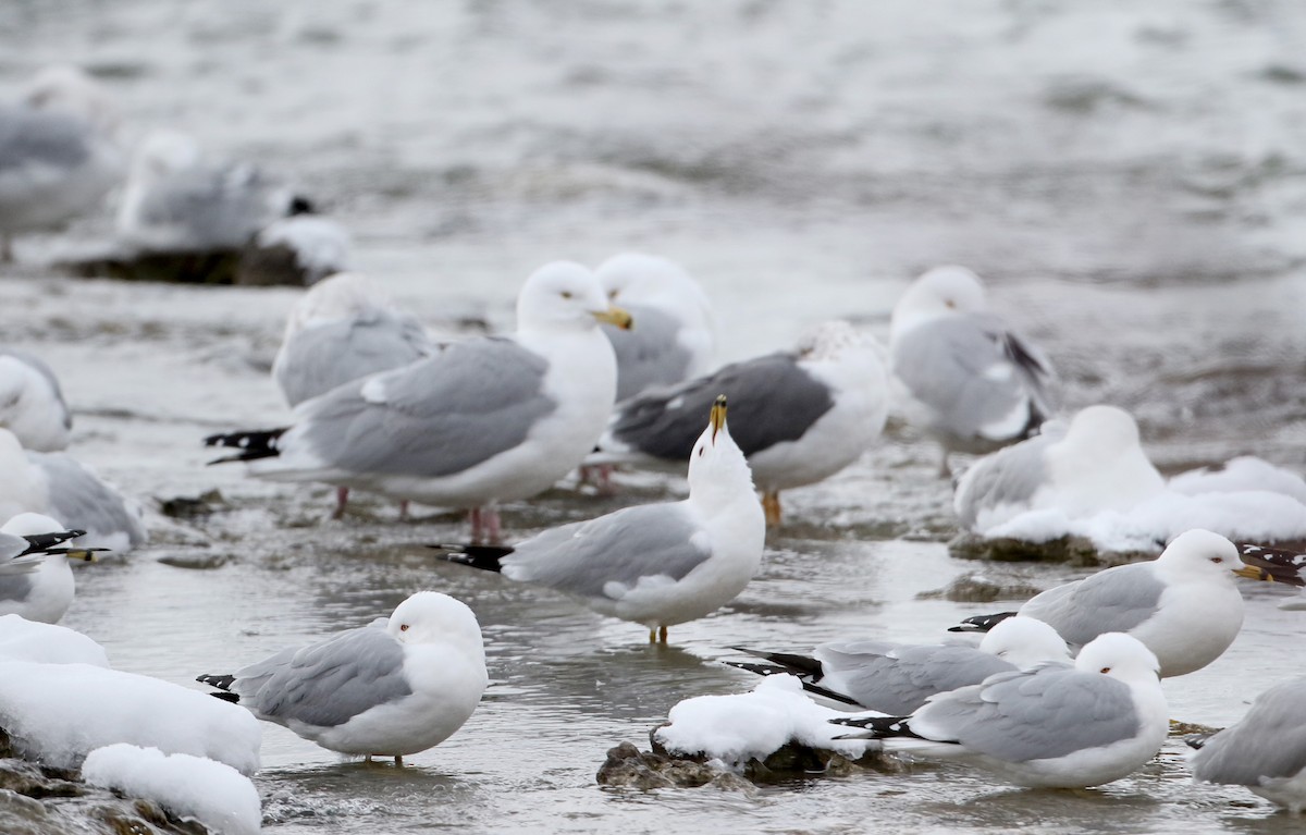 Ring-billed Gull - ML51138651