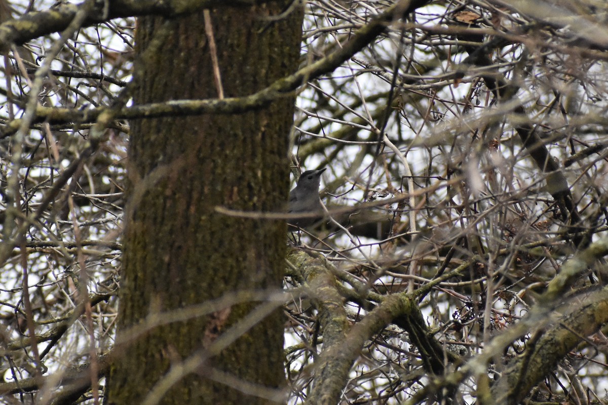 Gray Catbird - ML511386931