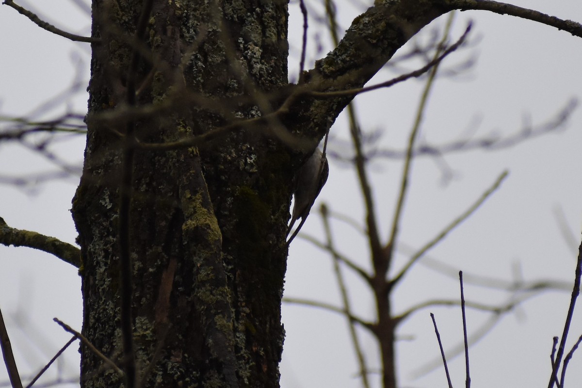 Brown Creeper - ML511386971