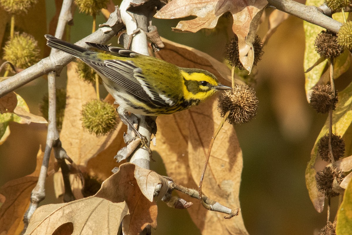 granparula - ML511387071
