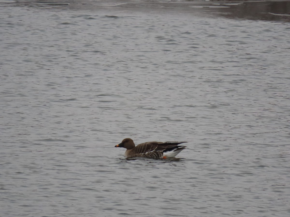 Tundra Bean-Goose - Diane Bricmont