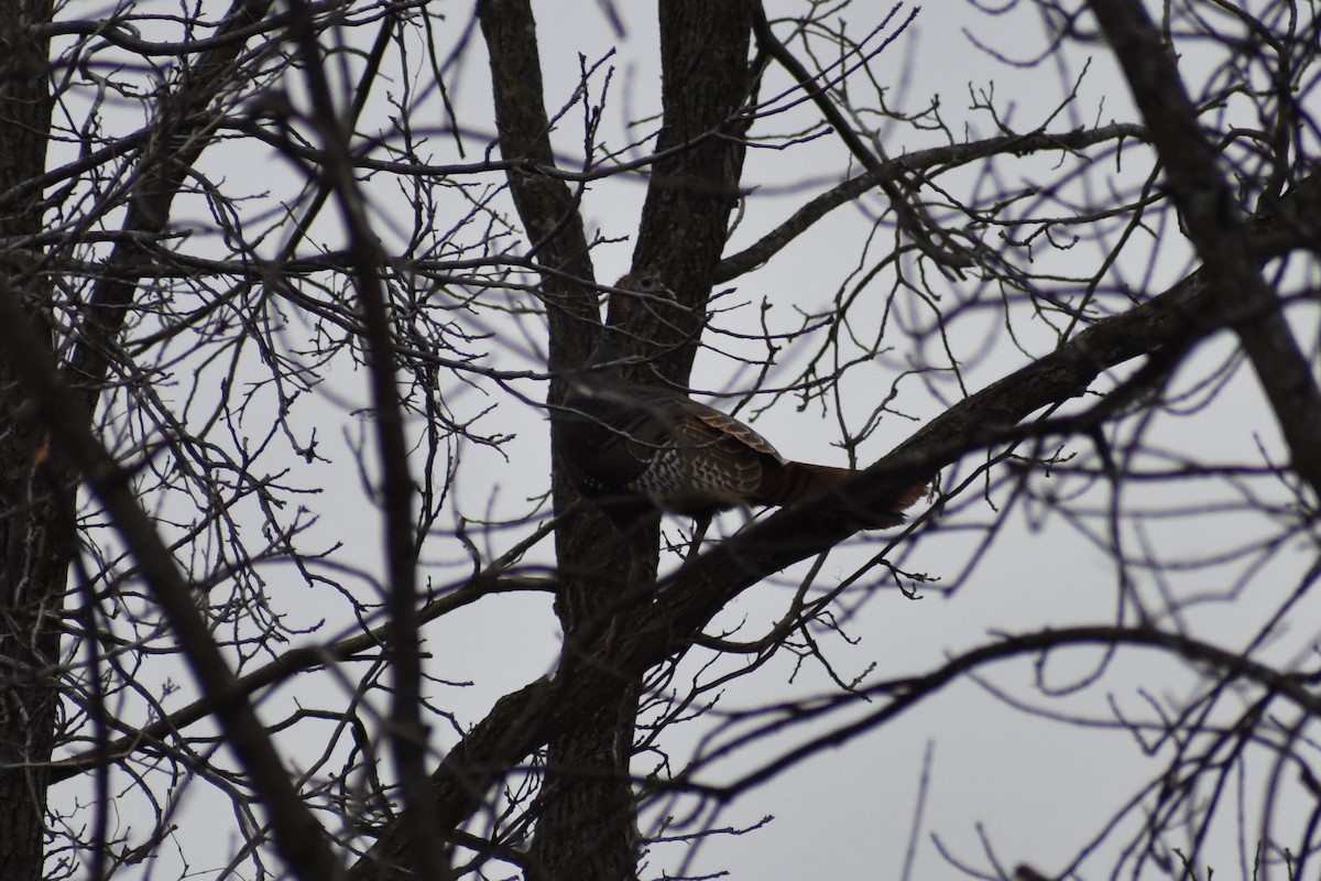 Wild Turkey - Robert G. Buckert