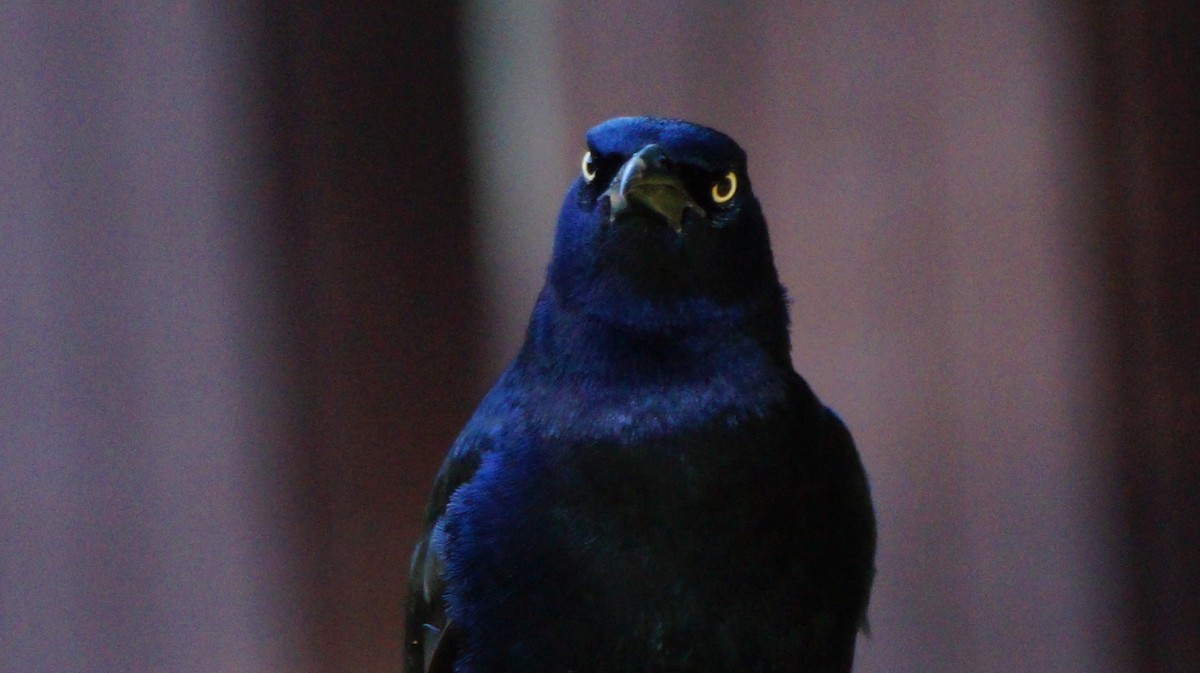 Great-tailed Grackle - ML511389401