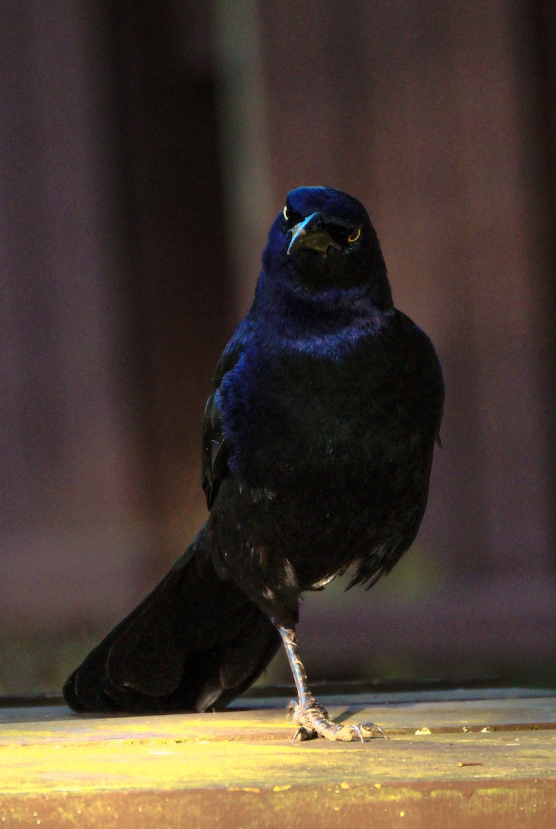 Great-tailed Grackle - ML511389411