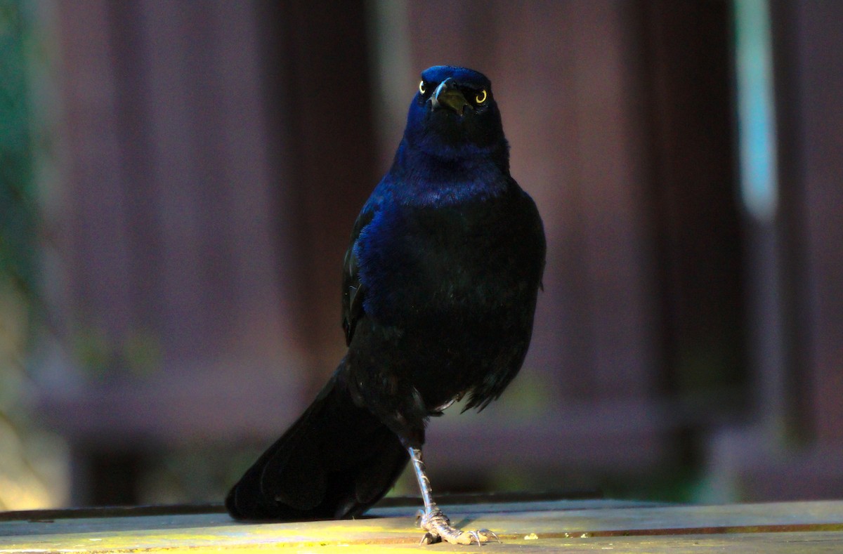 Great-tailed Grackle - ML511389421