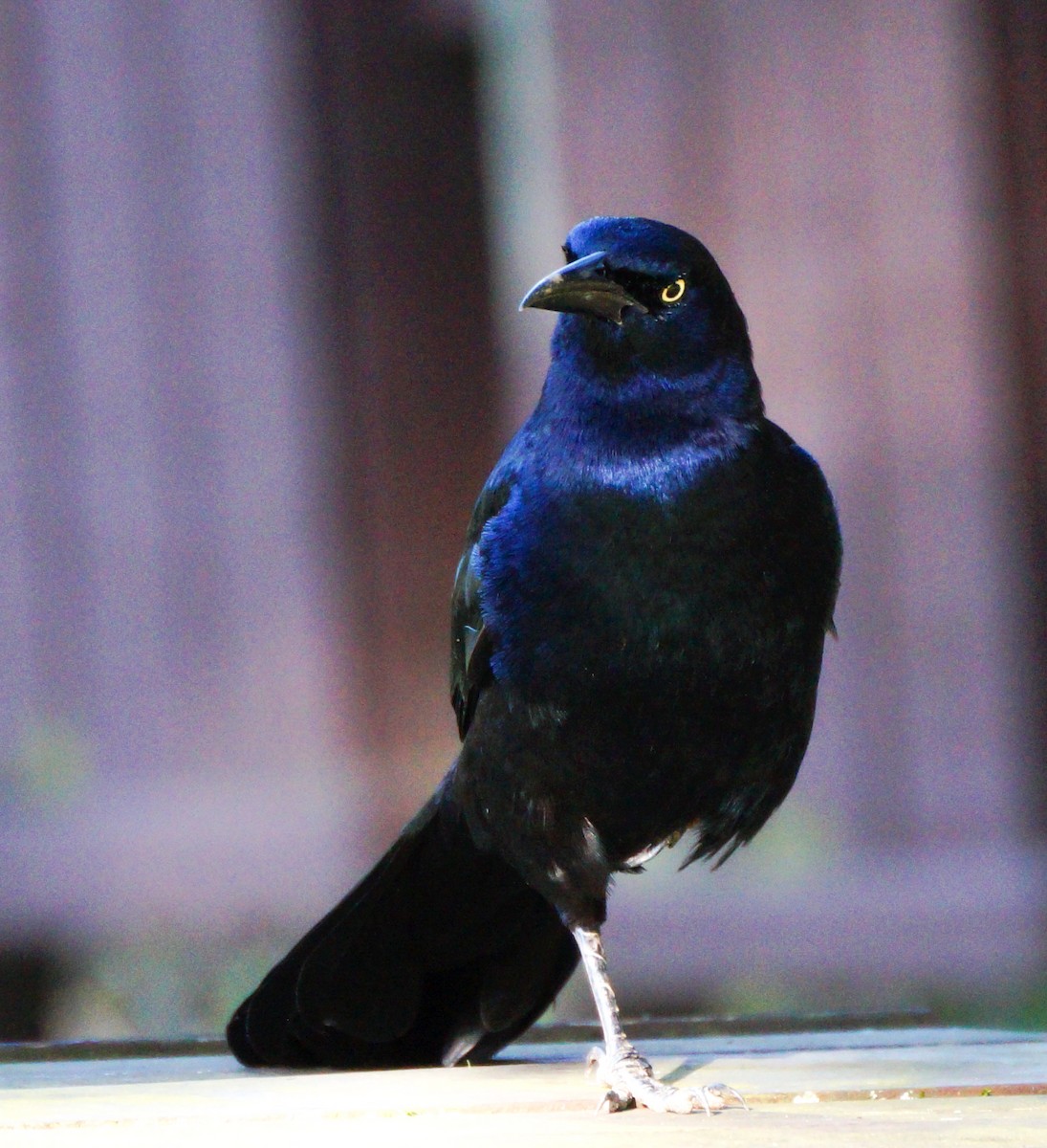 Great-tailed Grackle - ML511389431