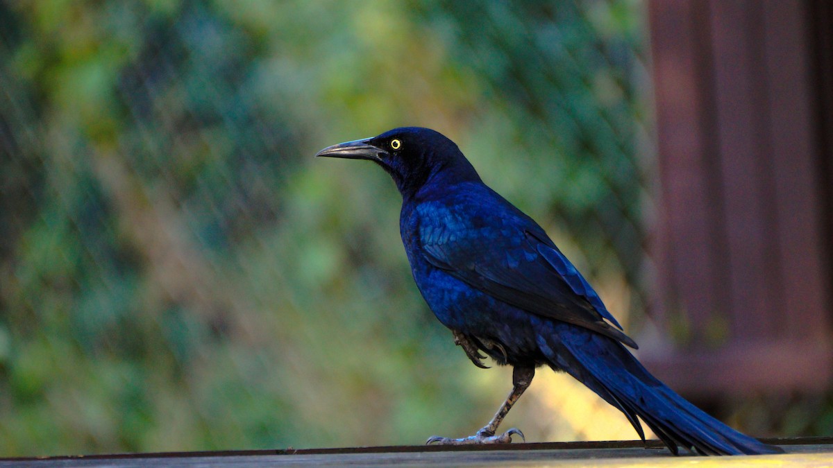 Great-tailed Grackle - ML511389441
