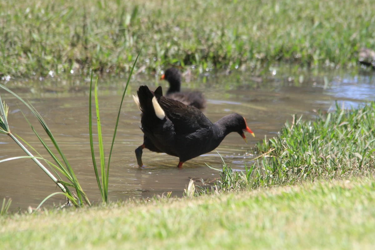 Dusky Moorhen - ML511389451