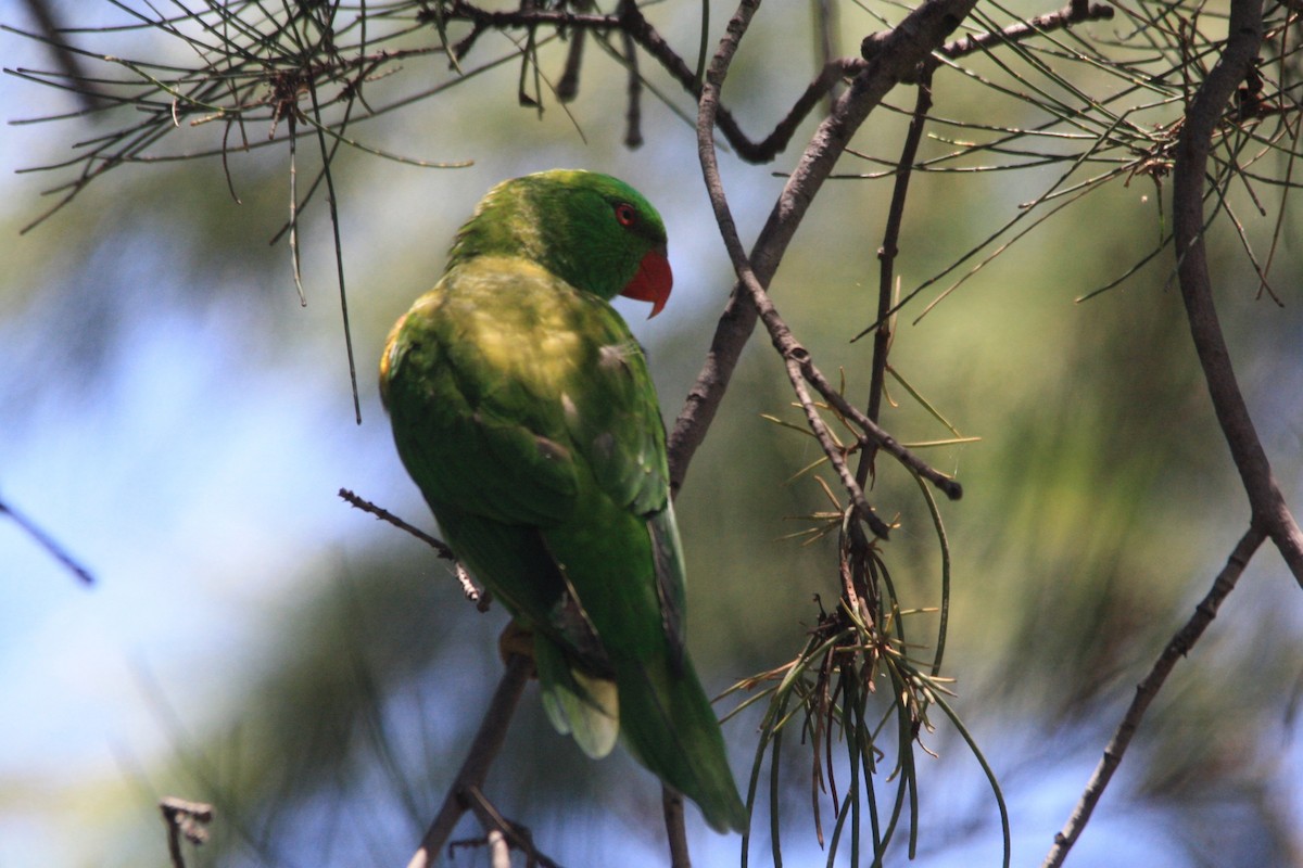 Scaly-breasted Lorikeet - ML511390301