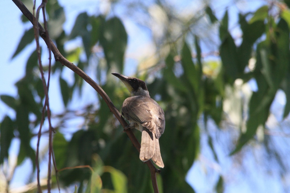 Little Friarbird - ML511390461