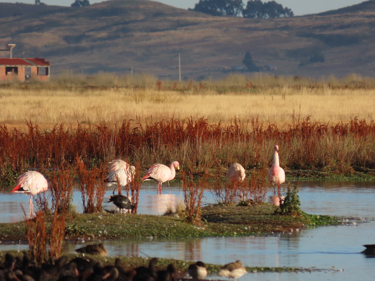 James's Flamingo - ML511392501