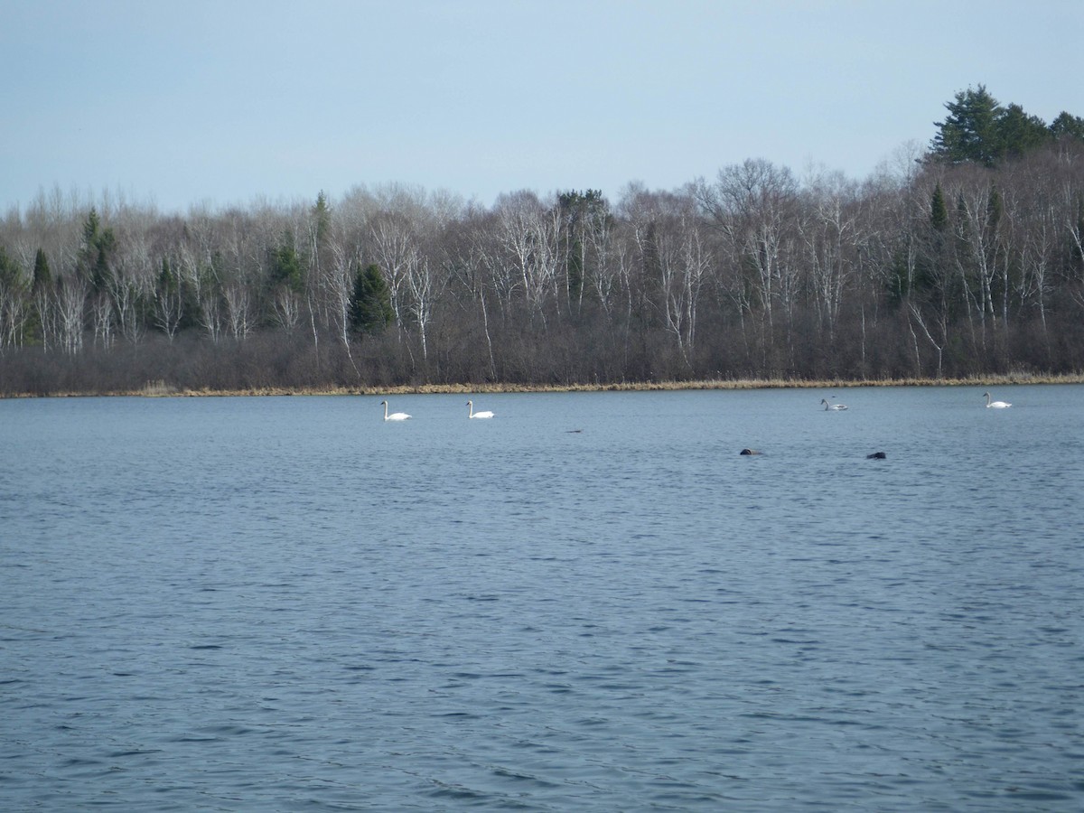 Trumpeter Swan - Kirk Olson